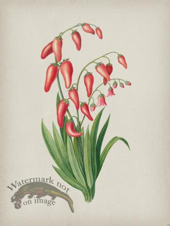 Andean Botanicals 039